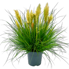 Cortaderia mix